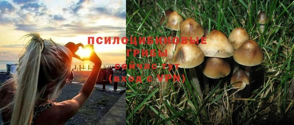 прущие грибы Белокуриха